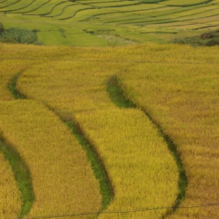 Golden rice fields